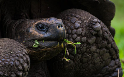 galapagos-tropiecuador-agencia-de-viajes