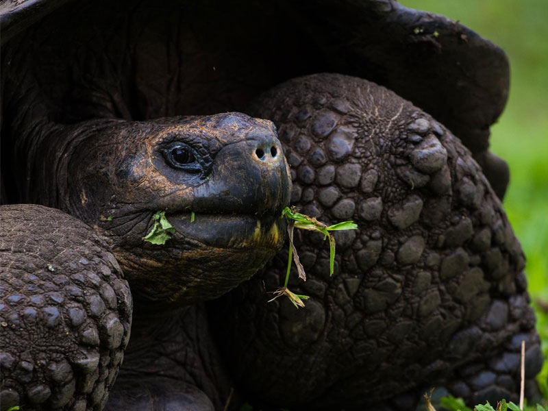 galapagos-tropiecuador-agencia-de-viajes